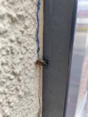 Phyllopertha horticola