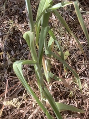 Pseudodictamnus acetabulosus