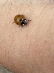 Coccinella septempunctata