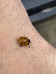 Coccinella septempunctata