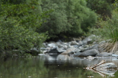 Onychogomphus forcipatus