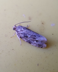 Phaecasiophora confixana