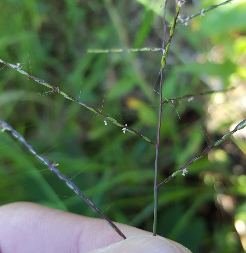 Crabgrass