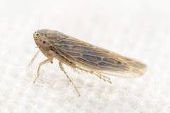 Graminella sonora