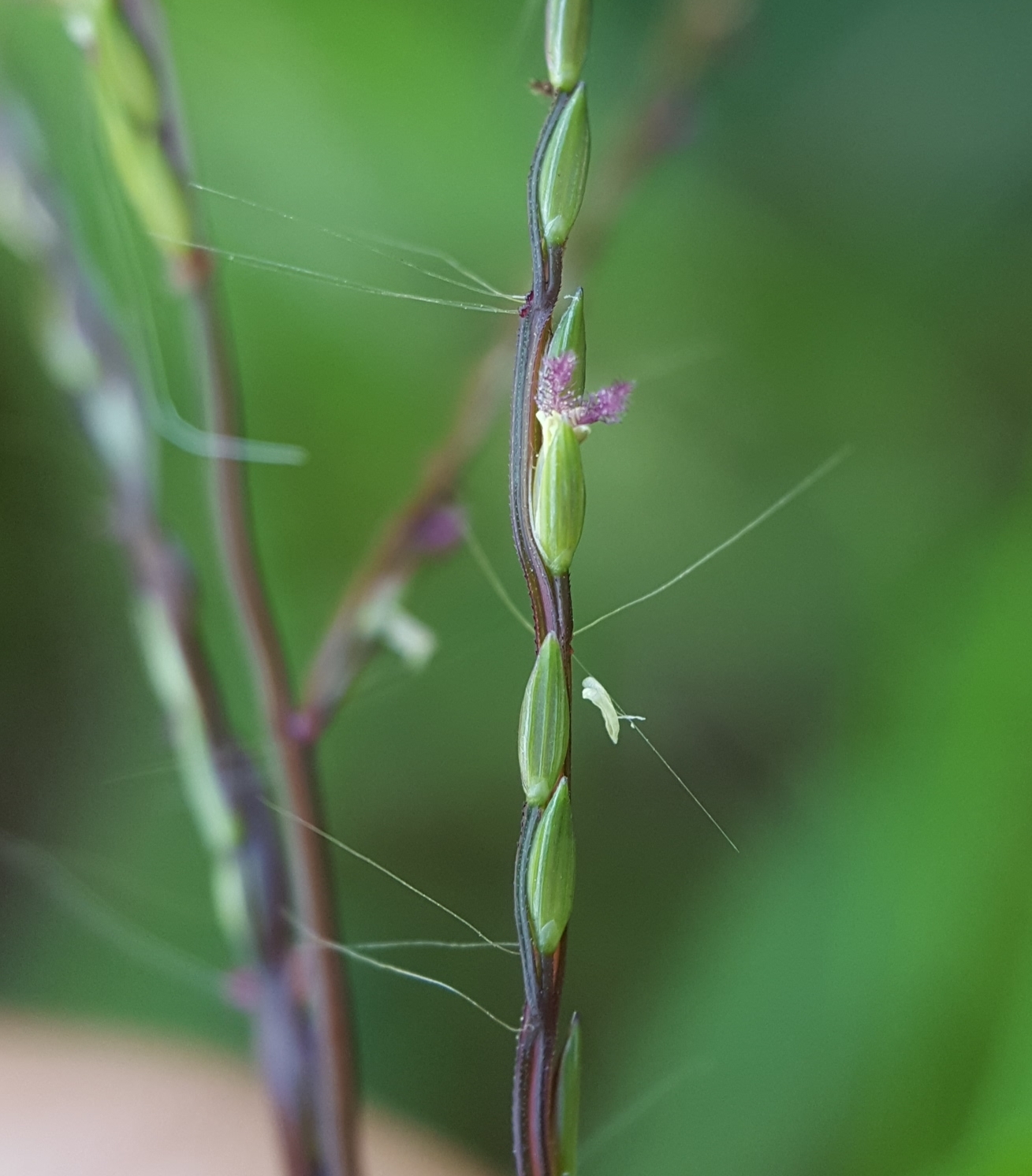 Digitaria velutina