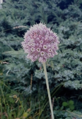 Allium polyanthum