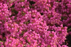 Erica lateralis