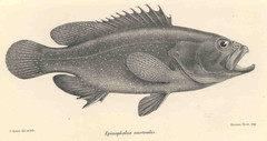 White-Dotted Grouper photo 2