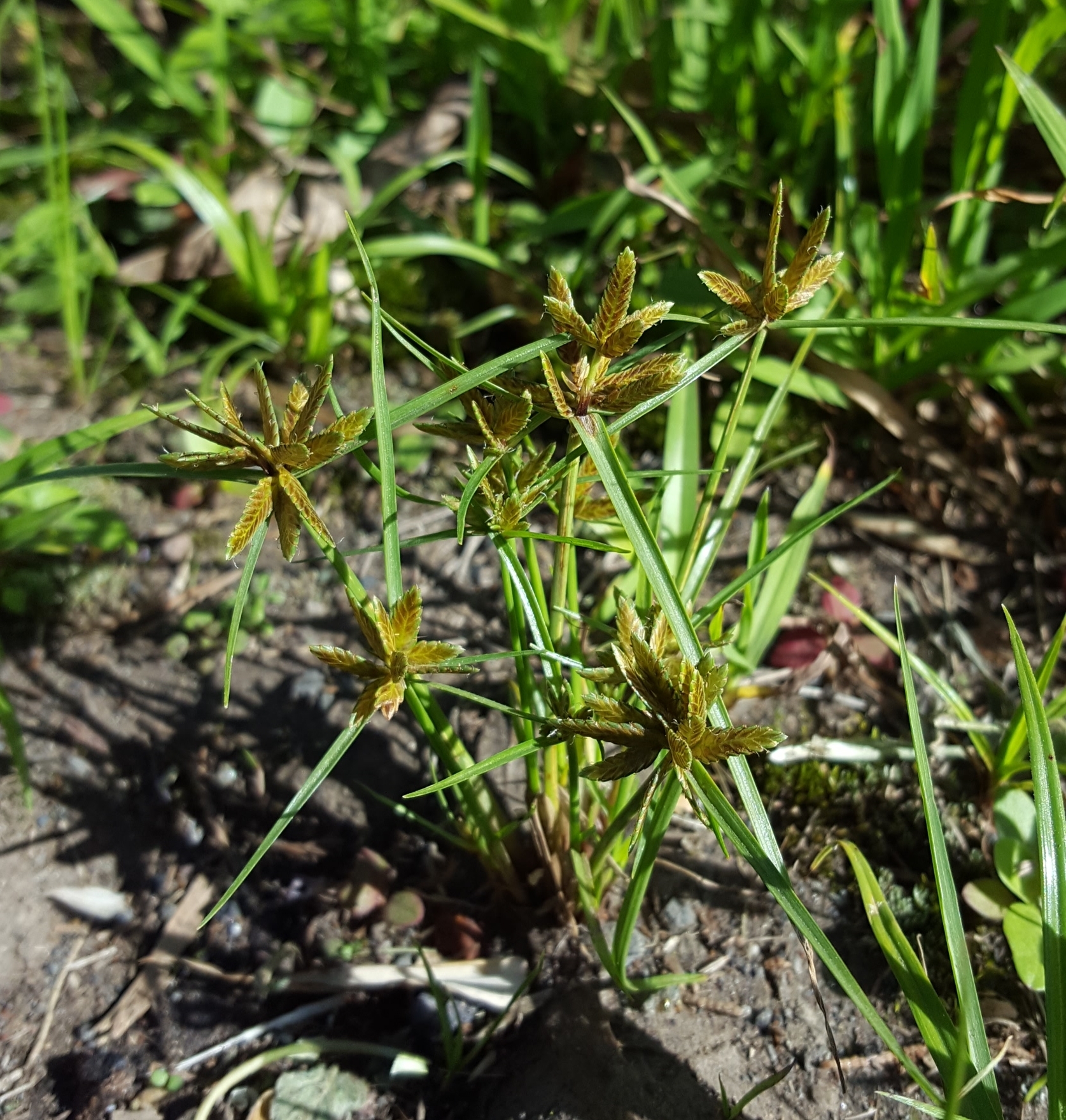 (c) François Rousseu, certains droits réservés (CC BY-NC) https://www.inaturalist.org/observations/119910566