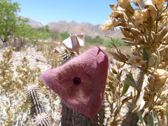 Hoodia currorii currorii
