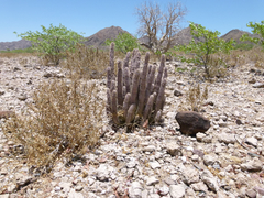 Hoodia currorii currorii