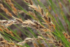 Askidiosperma nitidum