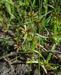 Pycreus flavescens subsp. flavescens image