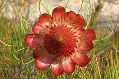 Protea pityphylla