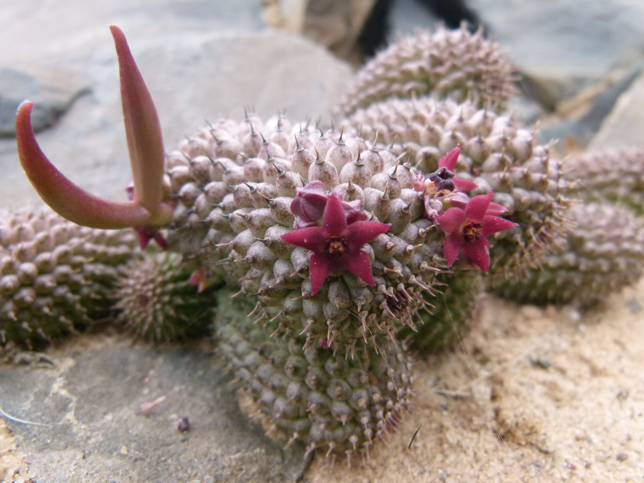 Hoodia pedicellata