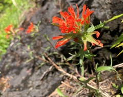 Castilleja hispida hispida