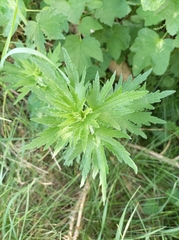 Leonurus quinquelobatus