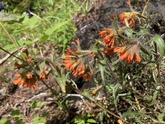Castilleja hispida hispida