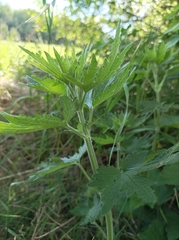 Leonurus quinquelobatus