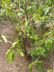 Argiope argentata