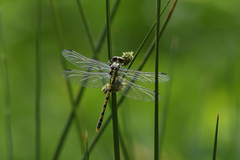 Onychogomphus forcipatus