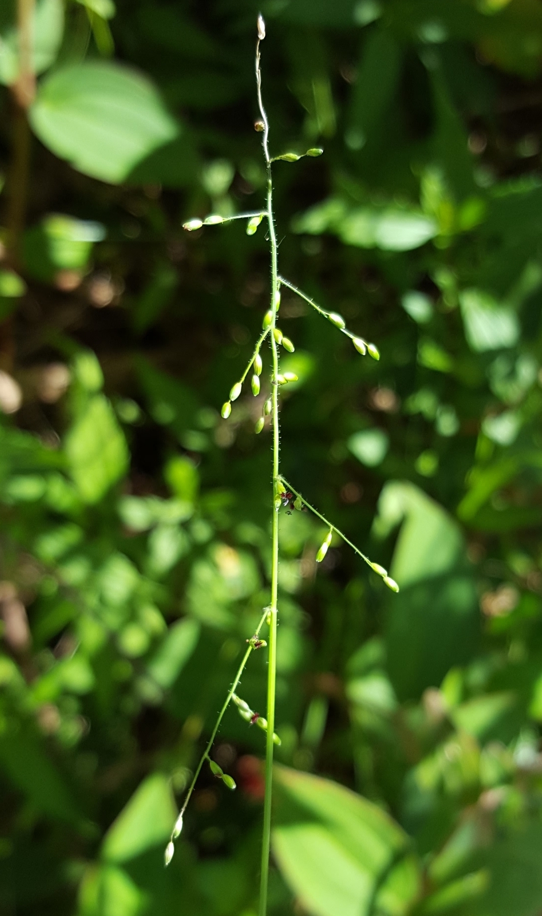 (c) François Rousseu, certains droits réservés (CC BY-NC) https://www.inaturalist.org/observations/119910809
