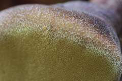 Laetiporus portentosus image