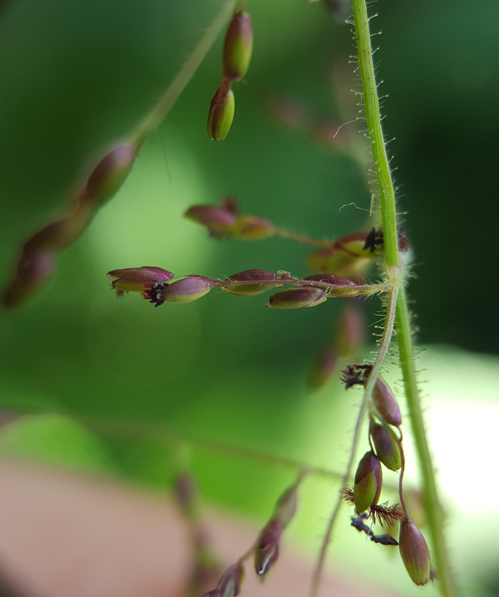 (c) François Rousseu, certains droits réservés (CC BY-NC) https://www.inaturalist.org/observations/119910809