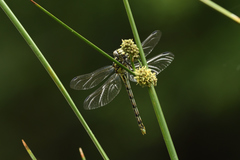 Onychogomphus forcipatus