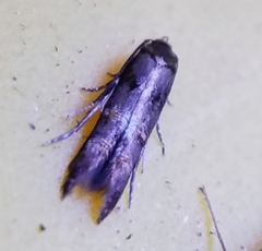 Stilbosis tesquella