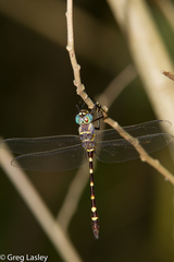 Macromia annulata