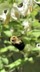 Bombus bimaculatus