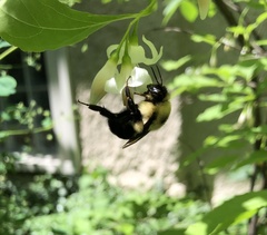 Bombus bimaculatus