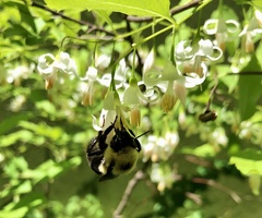 Bombus bimaculatus