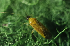 Phylus melanocephalus