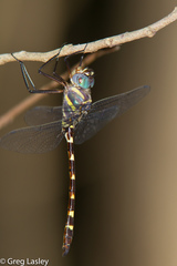 Macromia annulata