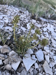 Ipomopsis spicata spicata