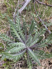 Cirsium hookerianum