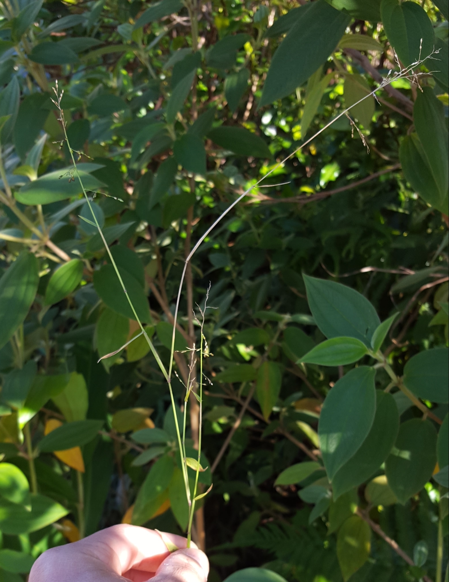 (c) François Rousseu, certains droits réservés (CC BY-NC) https://www.inaturalist.org/observations/119910809
