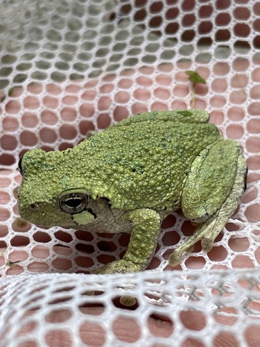 Cope's Gray Tree Frog photographed in Tennessee