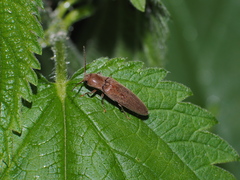 Synaptus