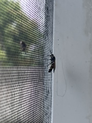 Dielis trifasciata