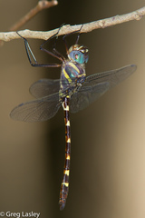 Macromia annulata