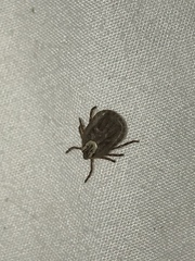 Dermacentor andersoni
