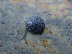 Diloma bicanaliculatum