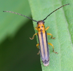 Oberea tripunctata