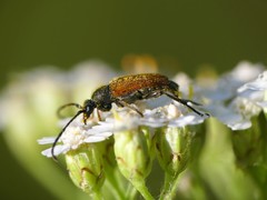 Pseudovadonia