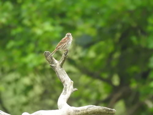 Song Sparrow photographed in Nebraska
