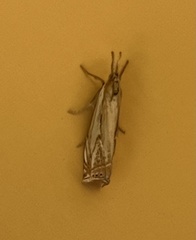 Crambus saltuellus