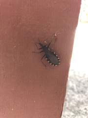 Triatoma gerstaeckeri